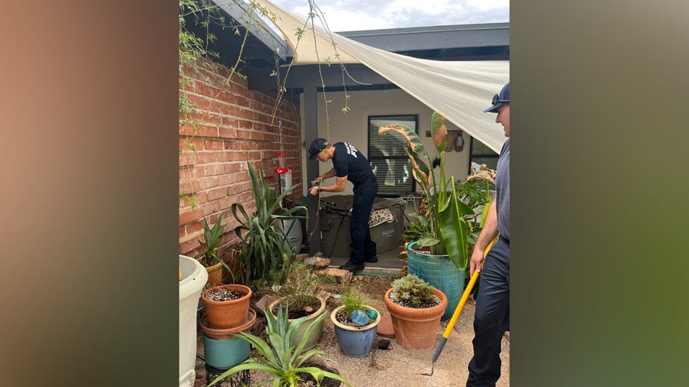 Nearly a dozen rattlesnakes had to be removed from an Arizona home.