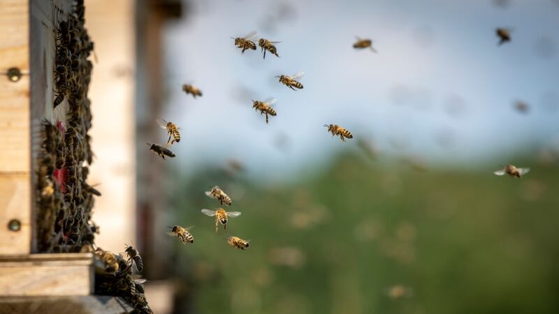 A maintenance worker in Arizona is on life support after he was stung nearly 2,000 times at a...