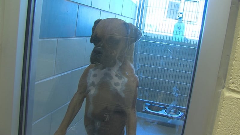 The WF Animal Services Center had a Distemper outbreak in September.