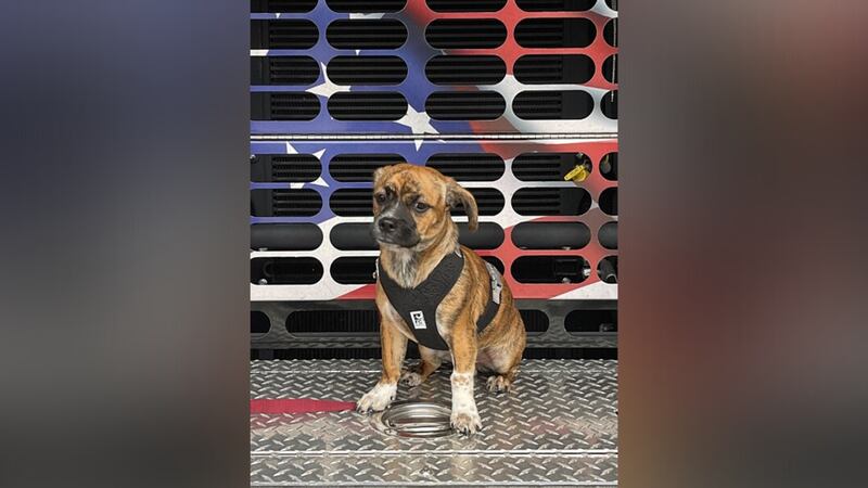 A beagle has become a fire station's support dog after he was rescued from a 122-degree car.