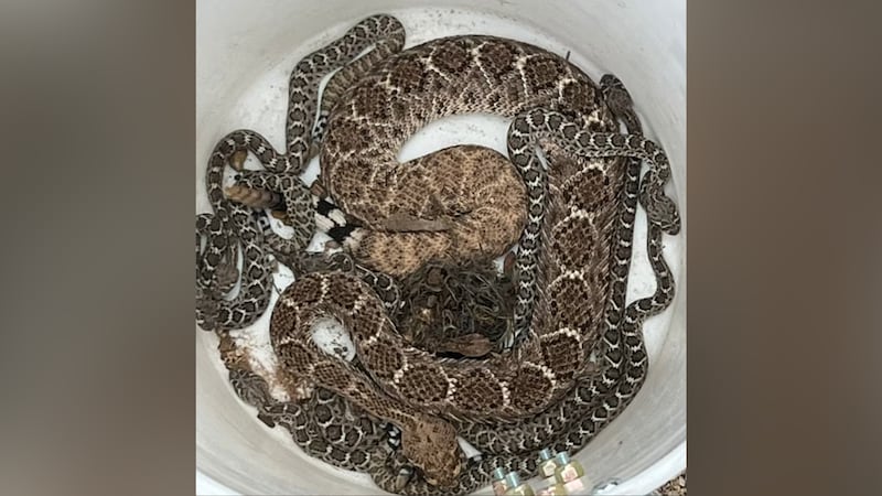 Nearly a dozen rattlesnakes had to be removed from an Arizona home.