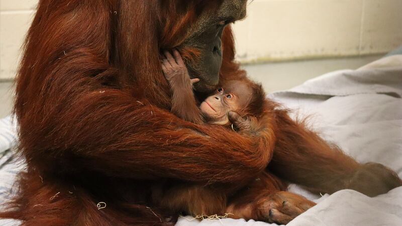 The Fort Wayne Children’s Zoo announced the death of a baby orangutan who was born earlier...