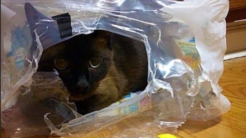 Siamese cat
