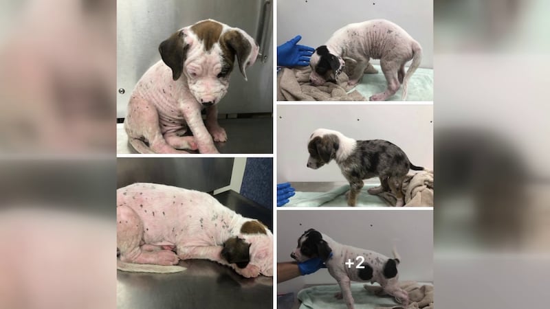 The woman who found the puppies on Monday took them to the Iowa Park Animal Reclaim Center.