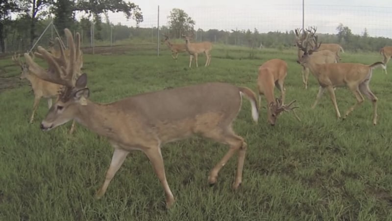 More deer will be on the roads during October through December because it is mating season.