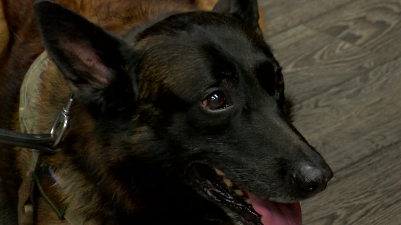 K-9 Turko received his updated badge on Tuesday.